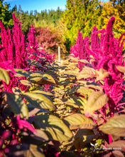 Load image into Gallery viewer, Elena's Rojo Amaranth Seeds
