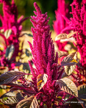 Load image into Gallery viewer, Elena's Rojo Amaranth Seeds
