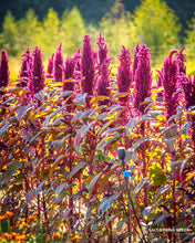 Load image into Gallery viewer, Elena's Rojo Amaranth Seeds
