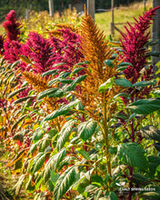 Load image into Gallery viewer, Amaranth Mix
