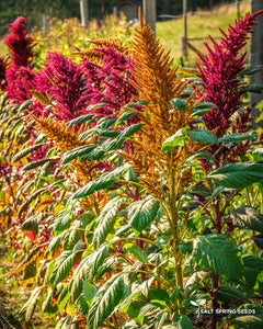 Amaranth Mix