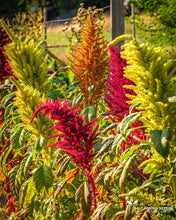 Load image into Gallery viewer, Amaranth Mix
