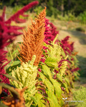Load image into Gallery viewer, Amaranth Mix

