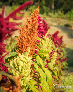 Amaranth Mix