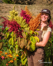 Load image into Gallery viewer, Amaranth Mix
