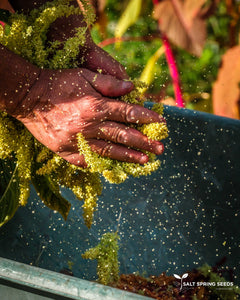 Amaranth Mix
