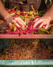 Load image into Gallery viewer, Amaranth Mix
