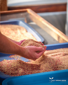 Amaranth Mix
