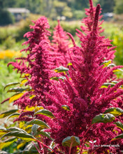 Load image into Gallery viewer, Amaranth- Shiny Black (Amaranthus sp.)
