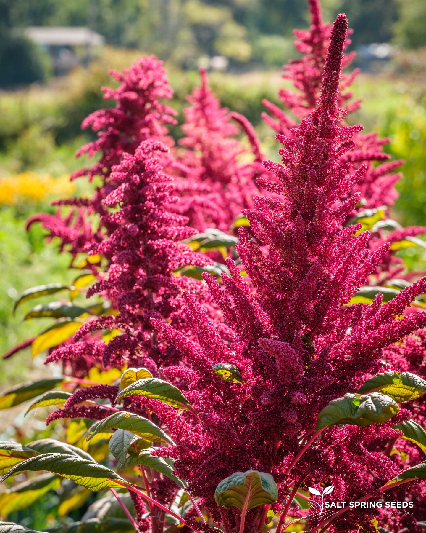 amaranth seed plant Shiny Black Amaranth Seeds, Organic & Heirloom