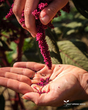 Load image into Gallery viewer, Amaranth- Shiny Black (Amaranthus sp.)
