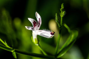 NEW! Tincture: Andrographis (Andrographis paniculata) - 50ml