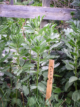 Load image into Gallery viewer, Andy's Broad Bean Seeds
