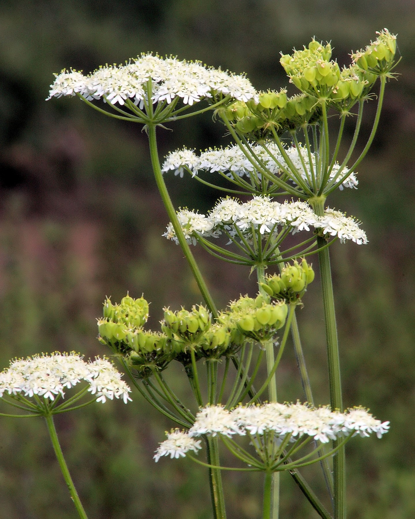 Anise (Pimpinella anisum)