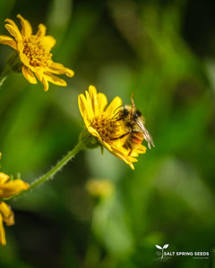 American (Meadow) Arnica