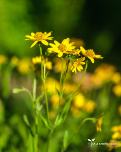 American (Meadow) Arnica