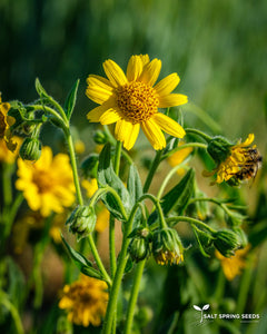 American (Meadow) Arnica Seeds, Organic & Heirloom