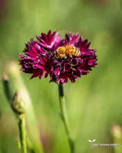 Load image into Gallery viewer, Purple Bachelor's Button Seeds
