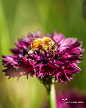 Load image into Gallery viewer, Purple Bachelor's Button Seeds
