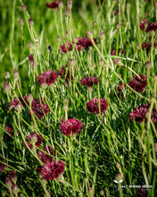 Load image into Gallery viewer, Purple Bachelor's Button Seeds
