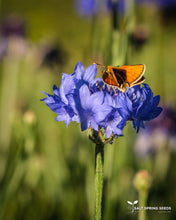 Load image into Gallery viewer, Bachelor&#39;s Button - Blue (Centaurea cyanus)
