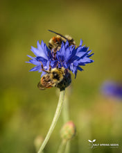 Load image into Gallery viewer, Bachelor&#39;s Button - Blue (Centaurea cyanus)
