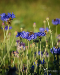 Bachelor's Button - Blue (Centaurea cyanus)
