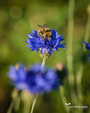 Load image into Gallery viewer, Bachelor&#39;s Button - Blue (Centaurea cyanus)
