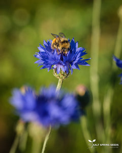 Bachelor's Button - Blue (Centaurea cyanus)