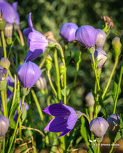 Load image into Gallery viewer, Balloon Flower
