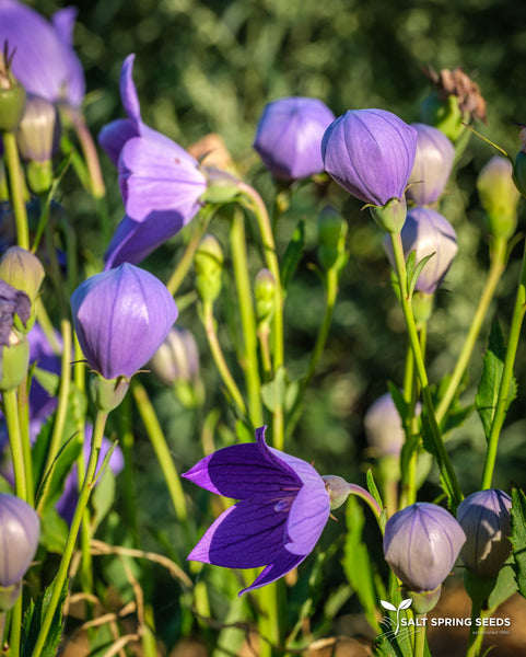 balloon flower seed Balloon Flower Seeds, Organic & Heirloom