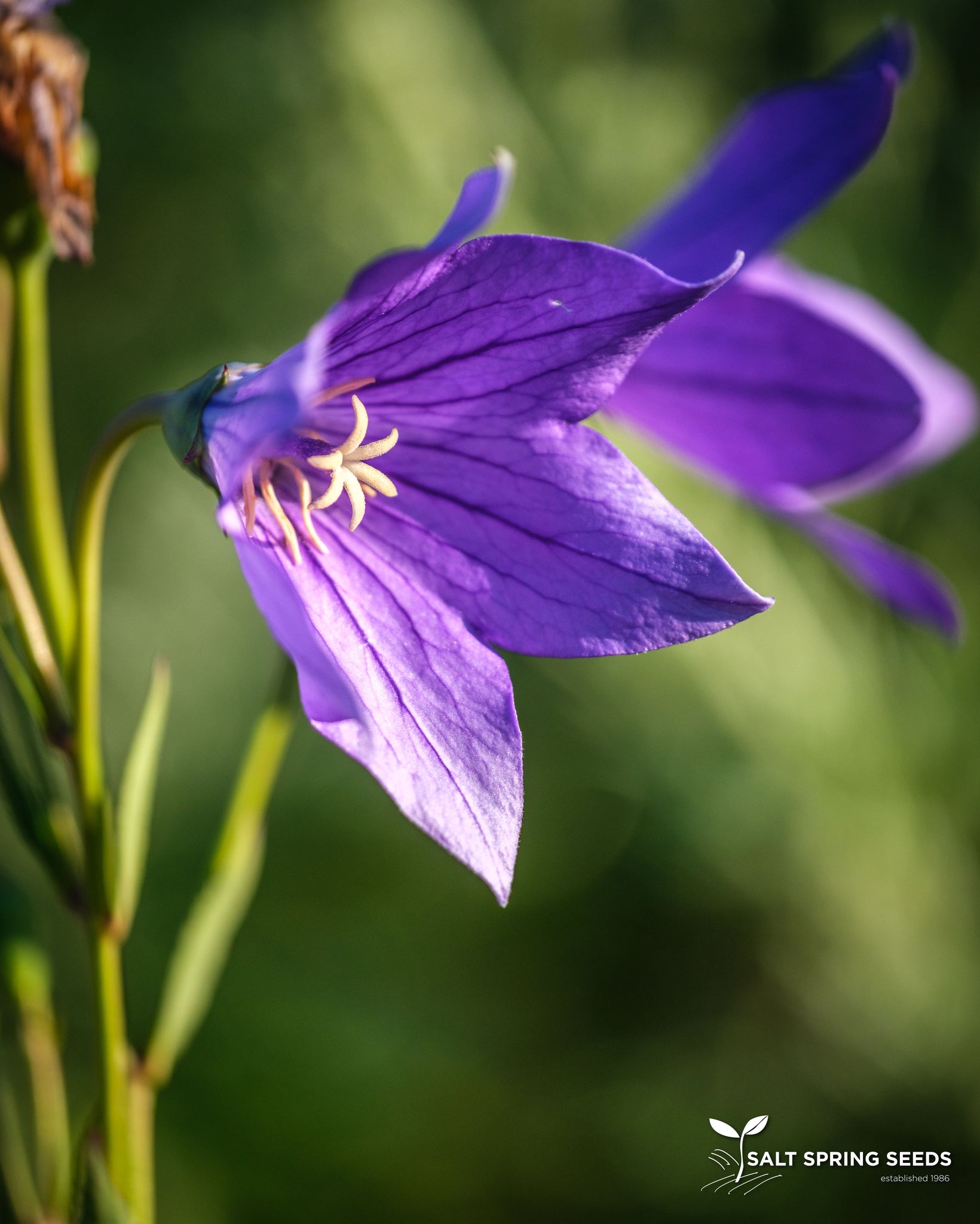 balloon flower seeds for sale Balloon Flower Seeds, Organic & Heirloom