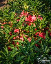 Load image into Gallery viewer, Chinese Balsam
