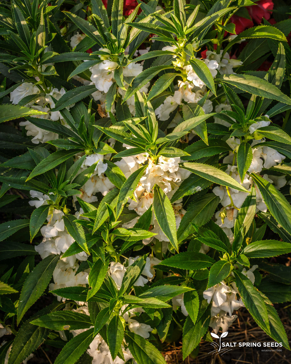 Chinese Balsam Seeds - Organic & Heirloom | Canada