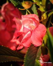 Load image into Gallery viewer, Chinese Balsam
