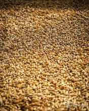Load image into Gallery viewer, Streaker Naked Barley Seeds
