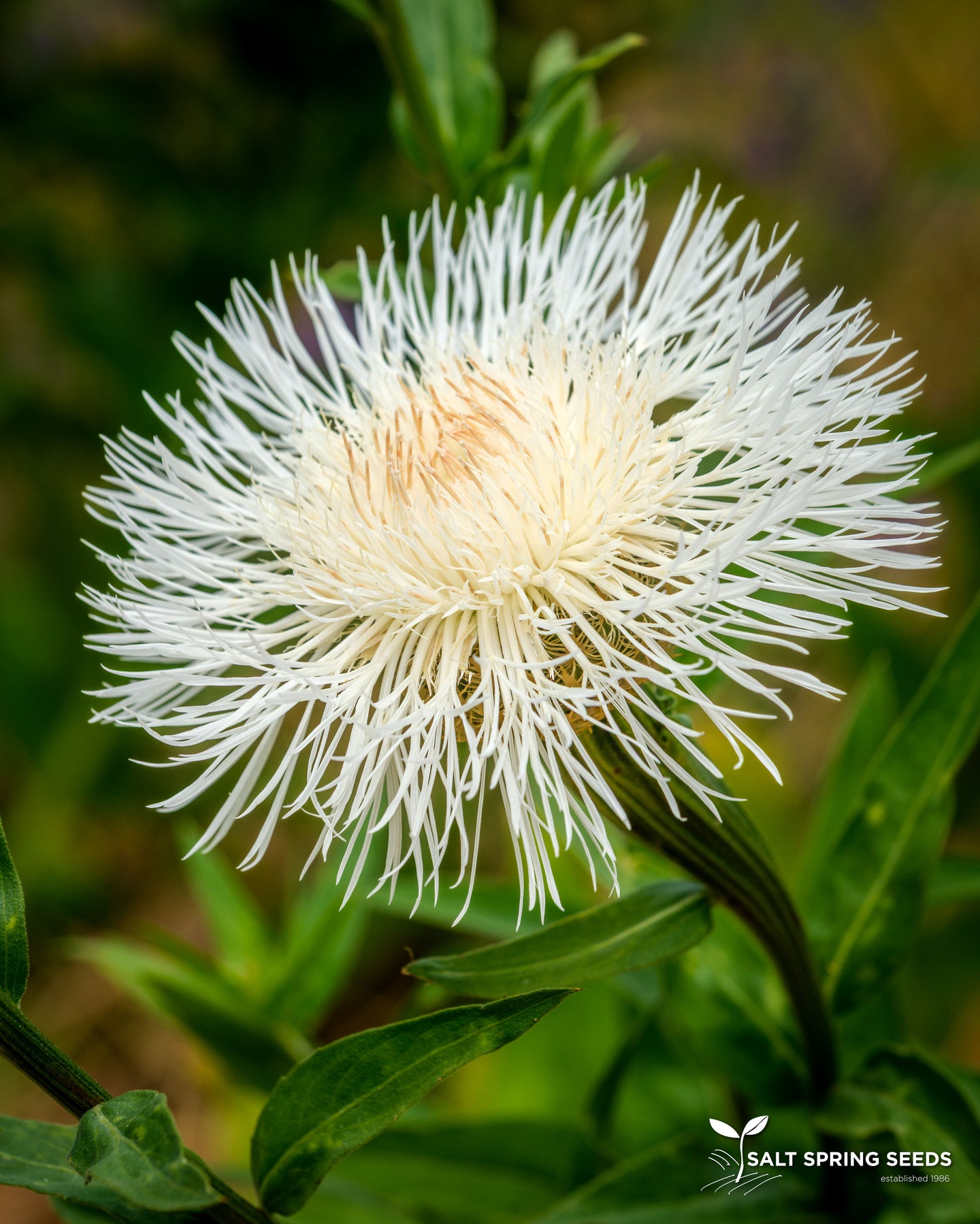 basket flower seeds White Basket Flower Seeds - Organic & Heirloom