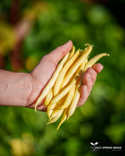 Load image into Gallery viewer, Honey Wax Bush Snap Bean Seeds

