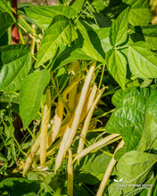 Load image into Gallery viewer, Honey Wax Bush Snap Bean Seeds
