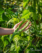 Load image into Gallery viewer, Pisterzo Pole Bean Seeds
