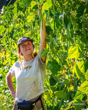 Load image into Gallery viewer, Pisterzo Pole Bean Seeds
