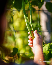 Load image into Gallery viewer, Pisterzo Pole Bean Seeds
