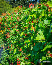 Load image into Gallery viewer, Scarlet Runner Bean Seeds
