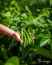 Load image into Gallery viewer, Slenderette Bush Snap Bean Seeds
