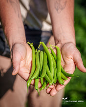 Load image into Gallery viewer, Slenderette Bush Snap Bean Seeds
