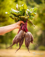 Cylindra Beet Seeds
