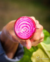 Load image into Gallery viewer, Solids and Stripes Beet Mix Seeds
