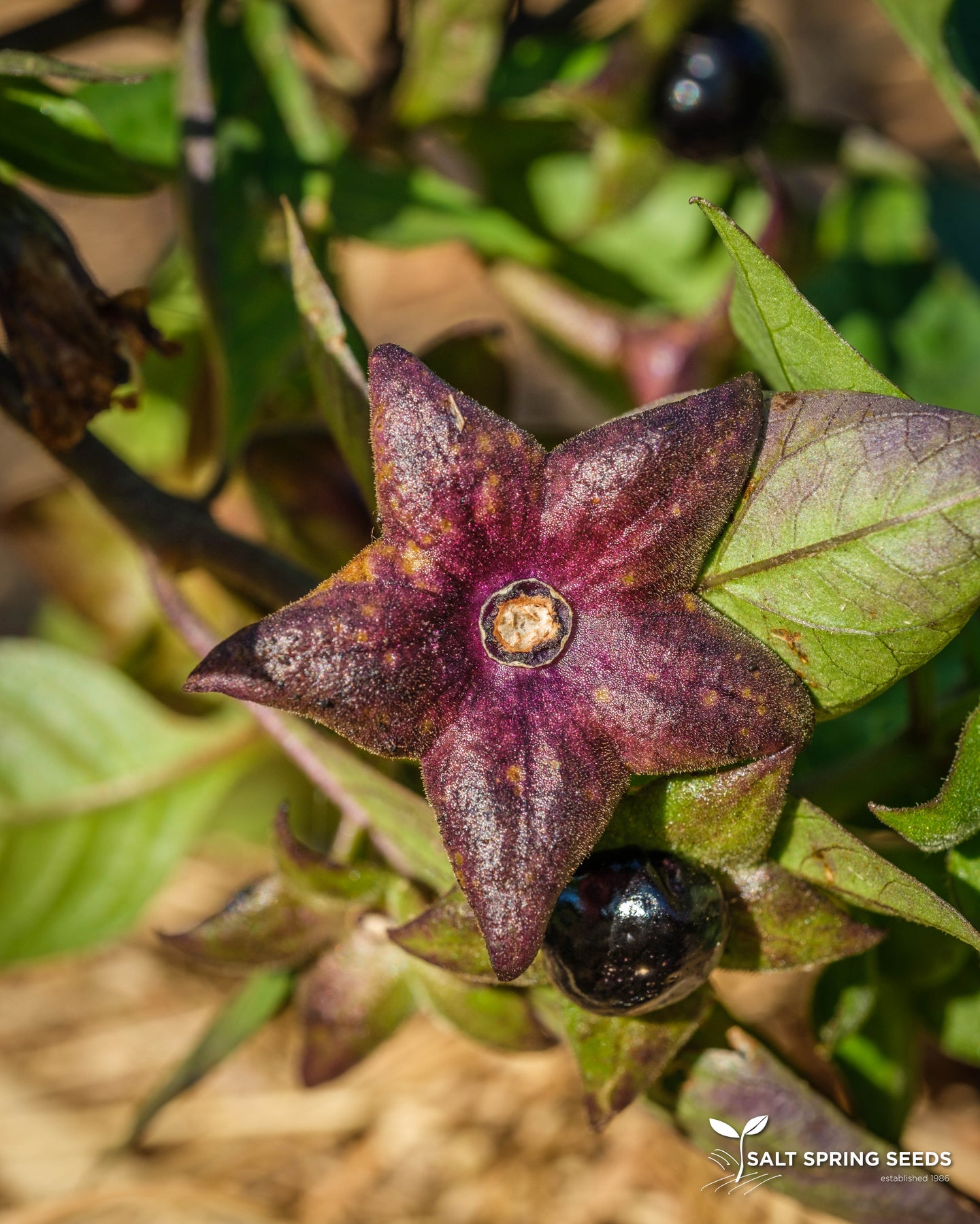 belladonna flower seeds Belladonna Seeds, Organic & Heirloom
