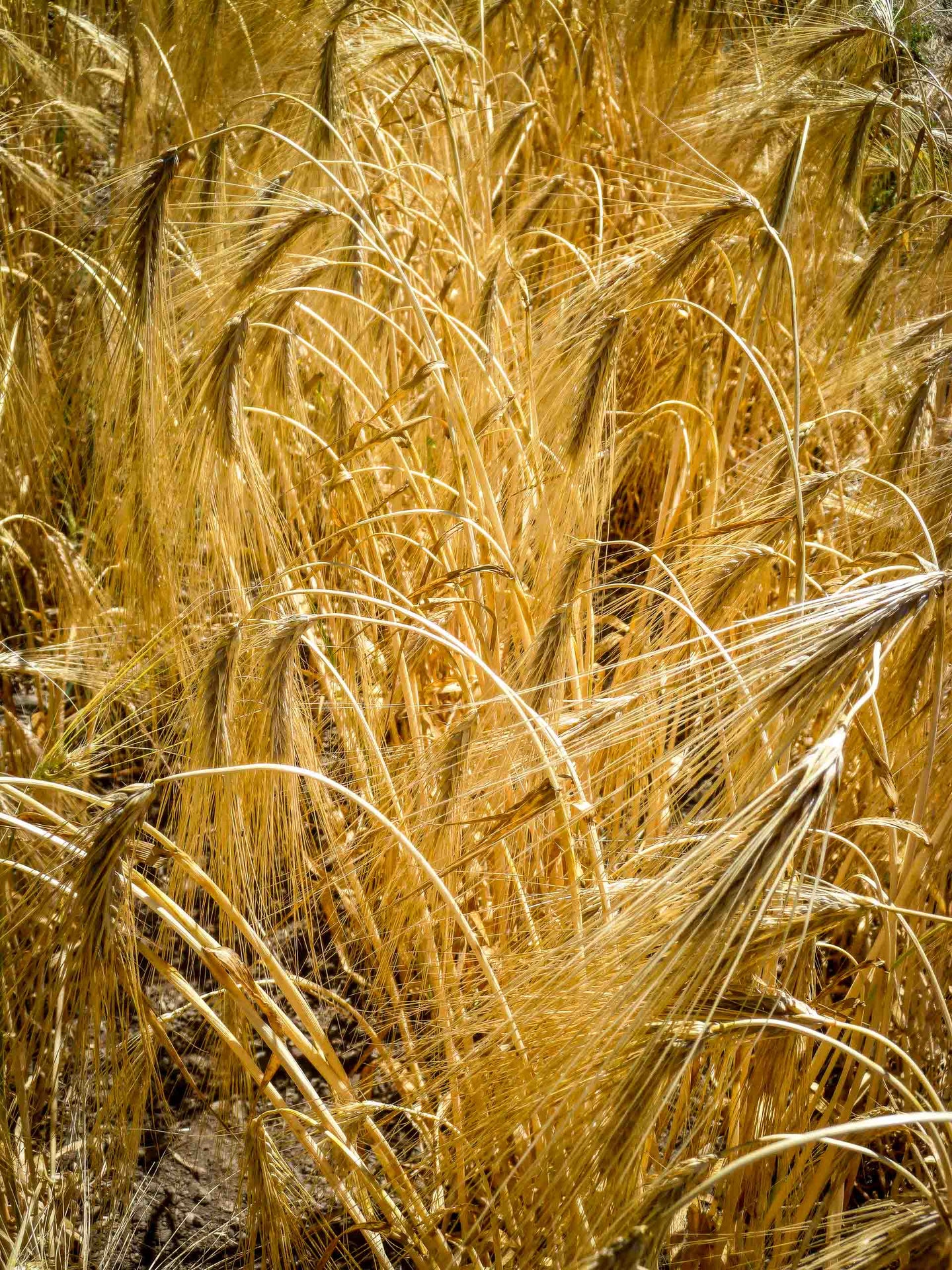 Bere Barley Seeds, Organic & Heirloom - Canada