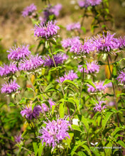 Load image into Gallery viewer, Wild Bergamot (Monarda fistulosa and didyma Lamiaceae)
